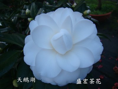 【盛宏茶花】茶花品種︱5吋盆原棵茶花︱天鵝湖