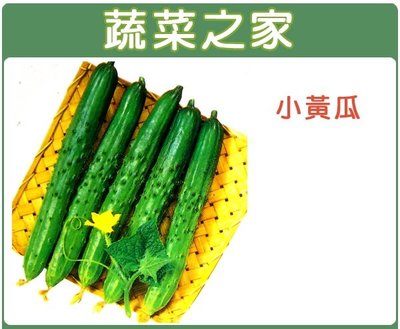 【蔬菜之家滿額免運】大包裝G11.小黃瓜種子20克(小胡瓜) ※請選擇超商或宅配運送※