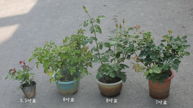 美美大花濃香藤本月季苗庭院陽臺花園爬藤芳香花卉植物四季開花2入 Scl灌木半蔓性玫瑰 微香 8吋盆 Yahoo奇摩拍賣