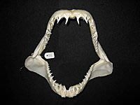 [馬加鯊嘴牙]25公分馬加鯊魚嘴..專家製作雪白無魚腥味!..是標本掛飾..東海岸小心鯊魚!