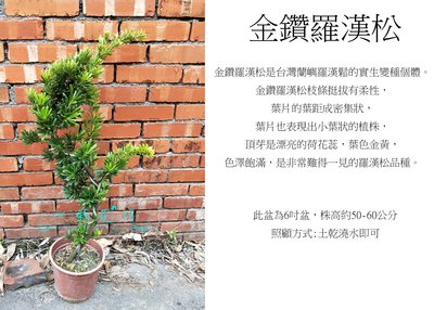 心栽花坊-金鑽羅漢松/5吋/造型樹/綠化植物/松杉柏檜/售價300特價250