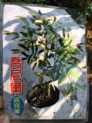 ╭＊田尾玫瑰園＊╯水果苗-(喬尼爾)(樹葡萄)5吋盆30-40cm1200元