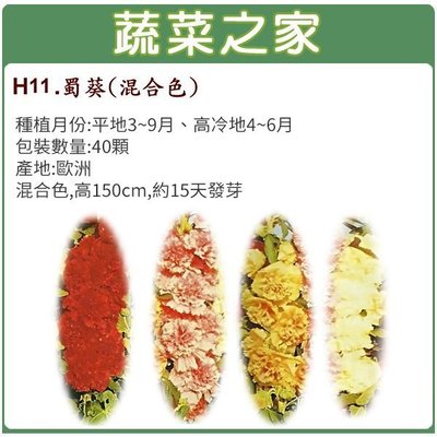 【蔬菜之家滿額免運】H11.蜀葵種子40顆(混合色，高150cm.花卉種子)