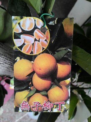 ╭☆東霖園藝☆╮柑橘類-水果苗(無子柳丁)柳丁