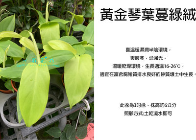 心栽花坊-黃金琴葉蔓綠絨/蔓綠絨/3吋盆/觀葉植物/室內植物/售價150特價120