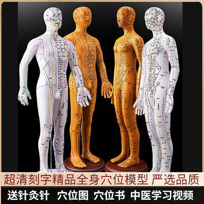 針灸穴位人體模型可扎針經絡全身圖小銅人模特大真人十二銅人練習