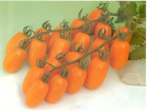 【蔬菜種子S338】橙蜜香小果番茄~~容易種植，糖份累積早，口感佳，風味獨特之品種。