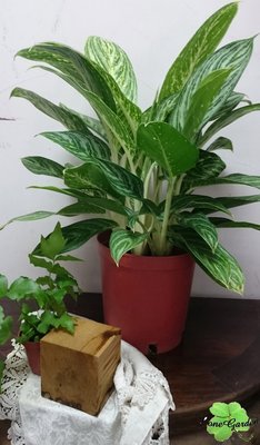 ~長榮~~【真情粗勒草】8吋　室內植物　觀葉植物　迷彩斑葉　淨化空氣