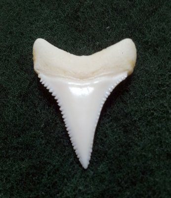 (New 大白鯊嘴牙) 3.5公分真正大白鯊(下鍔)鯊魚牙..無刮痕無缺齒. A標本級. 稀有! #38.352707
