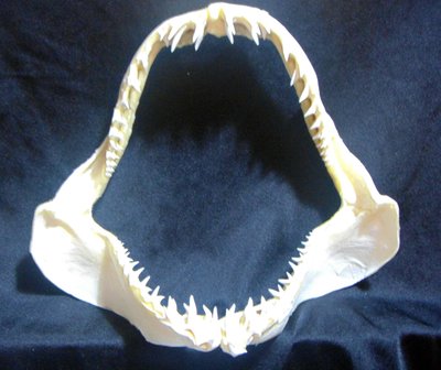 [馬加鯊嘴牙]24.5公分馬加鯊魚嘴..專家製作雪白無魚腥味!..是標本也是掛飾.!.#13.24.5x21