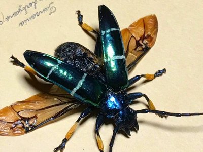 【熱賣精選】薔薇昆蟲巴布亞原始雨林驚人的琉璃天牛甲殼蟲標本珍藏