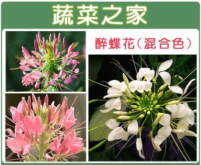 【蔬菜之家滿額免運】H16.醉蝶花種子0.16克(約60顆)(混合色，高100cm以上.花卉種子)