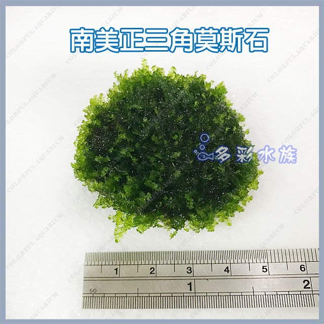 台北 多彩水族 天然水草 南美正三角莫絲石 單顆 陰性水草 前景草 中景草 莫斯 默思 默絲 魚缸造景植物 Yahoo奇摩拍賣