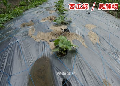 【綠海生活】西瓜網 寬度6尺 菱格網 小黃瓜網 豆網 攀藤網 爬藤網 菜豆 敏豆 大同 蕃茄網