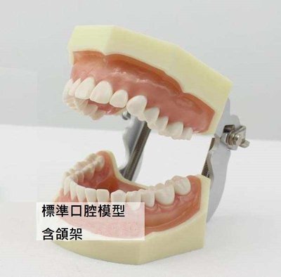 【奇滿來】標準口腔模型含頜架 牙齒可拆卸 有牙縫 牙齒模型 術科考試 醫學口腔護理 齒科教學 牙齒護理 保母 ARCB