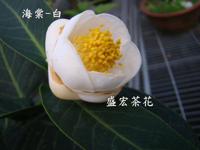 【盛宏茶花】茶花品種︱C嫁接茶花︱白海棠C826