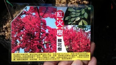 ╭☆東霖園藝☆╮新興樹種(紅火樹)猴花樹  7吋盆/70公分上
