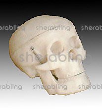 (ME-K_010)小型頭骨教學專用模型，醫用教學模型，小型頭骨模