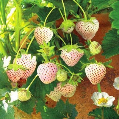 ↖白色草莓　(種子)　特價↗