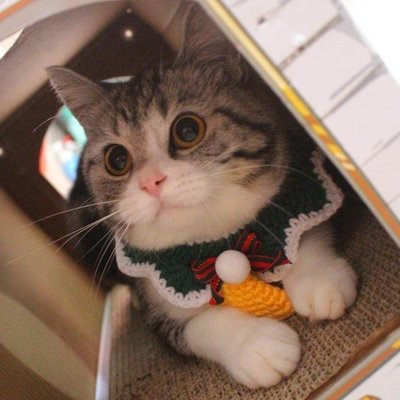 寵物口水巾 小帽裝飾圣誕圍領貓咪毛線圍巾可愛寵物脖圈美短暹羅貓咪圍巾頸圈