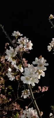 元茂園藝桃園愛買園區 六年樹齡 純白吉野櫻花盆栽 超美 盛開中