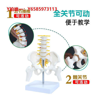 人體骨骼模型動態腰椎骨盆骨骼模型女性全關節可動迷你小盆骨用人體教具