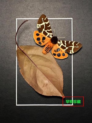 昆蟲記~亞馬遜雨林·北歐驚嘆的物種·罕見的極美蛾+++8848-特價