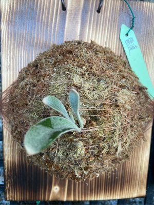 鹿角蕨雷P.Raider-正側芽"已上板療癒植物-文青植物、蕨類雨林-天南觀葉