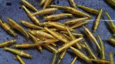 【彩蝦屋】  龍魚專用活餌飼料  金背黃金米蝦B級