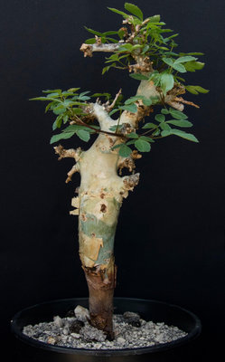 commiphora pseudopaolii種子20粒，仙人掌、多肉植物、塊根