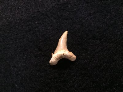 【小川堂】鯊魚牙齒 大堡礁 澳洲 早期收藏 非保育類 化石 收藏標本 齒化石 大白鯊牙齒 避邪 化煞 保證真品
