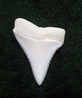 (New 大白鯊嘴牙) 3.8公分真正大白鯊(上鍔)鯊魚牙..無刮痕無缺齒. A標本級. 稀有! #29.382906