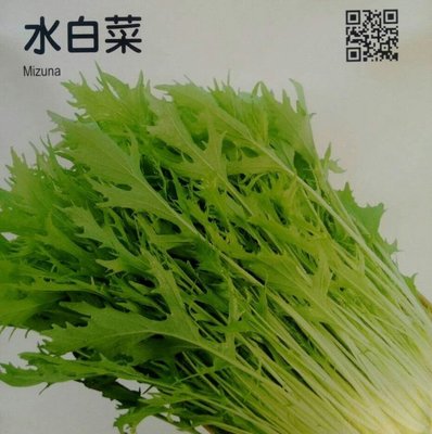 水白菜【滿790免運費】農友種苗 水白菜(特選種子) 蔬菜種子  每包約10公克(g) 保證新鮮種子