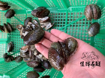 台灣在地養殖。鮮凍珍珠鮑魚_九孔。1份有35-40顆/斤。1份550元