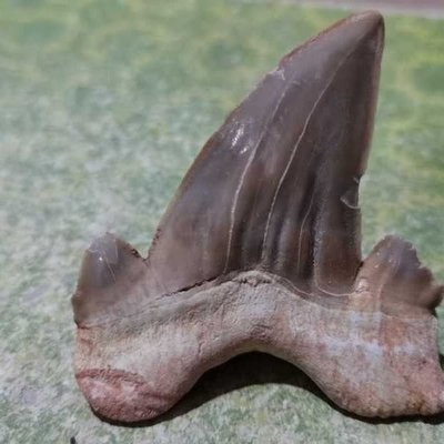 精品特大鯊魚牙齒古生物化石原石奇石教學科普珍藏品標本觀賞石凌雲閣化石隕石 促銷