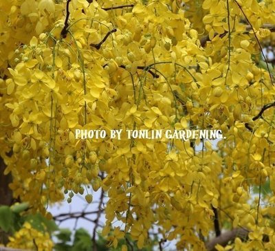 ╭☆東霖園藝☆╮超優質樹種(阿柏勒)阿勃勒 ..黃金雨.一串串的黃花-