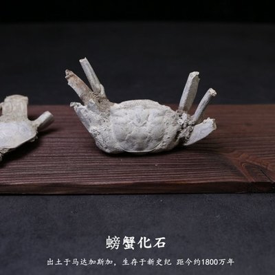 天然螃蟹化石古海洋生物化石原石教學標本擺件馬達加斯加螃蟹化石凌雲閣化石隕石 促銷