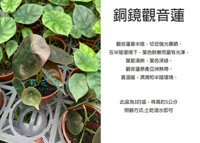 心栽花坊-銅鏡觀音蓮/觀音蓮/3吋盆/綠化植物/室內植物/觀葉植物/售價150特價130