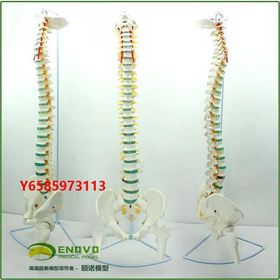模型進口用人體脊柱模型脊椎骨盆頸椎胸椎腰椎整骨科骨骼模型