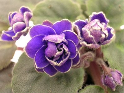 堤緣花語陶-淨化室內空氣植物-非洲紫羅蘭 Ness' Crinkle Blue