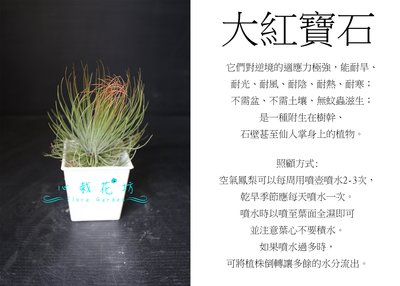 心栽花坊-大紅寶石/空氣鳳梨/懶人植物/售價400特價300