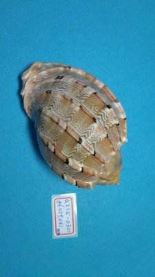(shelllin 貝殼林) a215-0301 楊桃螺 (86*59*41 mm) F+++/G