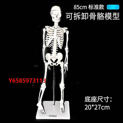 模型人體骨骼模型 45cm 85cm 可拆卸骨骼多功能人體模型 骨架模型 教