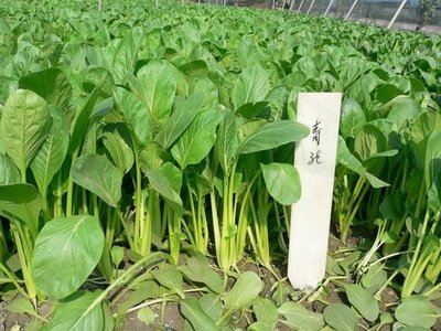 種子批發 大葉冬荷250克 200元 青江菜2斤340元
