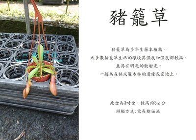 心栽花坊-豬籠草/食蟲植物/室內植物/售價120特價100