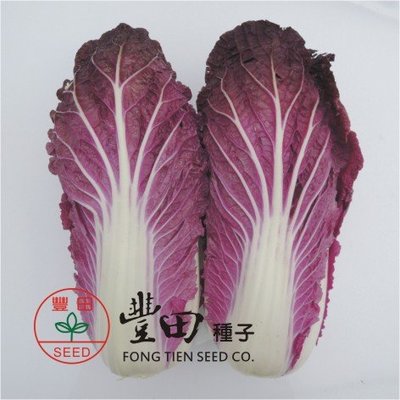 【野菜部屋~中包裝】G13 紅色結球白菜種子0.4公克(約135粒種子) , 花青素含量高 , 每包170元~