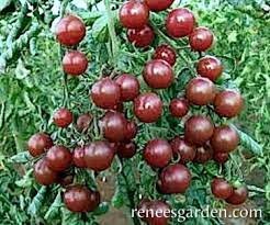 黑櫻桃番茄種子 BLACK CHERRY 黑皮櫻桃小番茄 適合盆栽播種5入K009