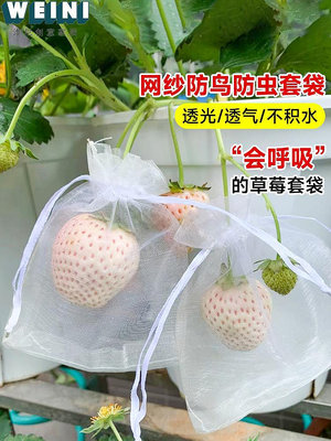 草莓套袋專用袋防鳥防蟲神器紗網袋水果葡萄桃子無花果蘋果樹套袋-維尼創意家居