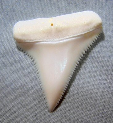 (大白鯊牙) 4.4公分真正大白鯊(上鍔)鯊魚牙..無刮痕無缺齒. A標本級. 稀有! 獨家! GWT443607