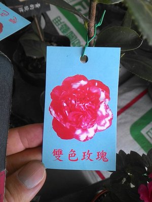 ╭☆東霖園藝☆╮茶花(雙色玫瑰)...數量不多-有無貨請先詢問
